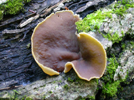 Peziza repanda, This single fruiting body is younger and darker than a fully mature specimen.